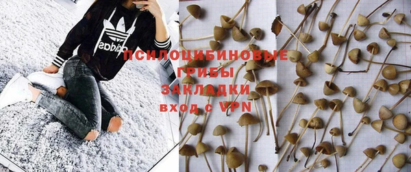 прущие грибы Балахна