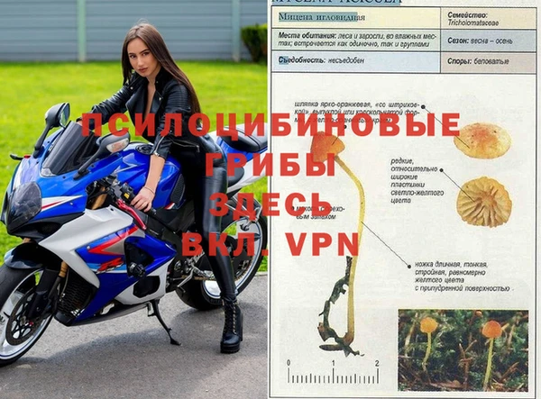 прущие грибы Балабаново