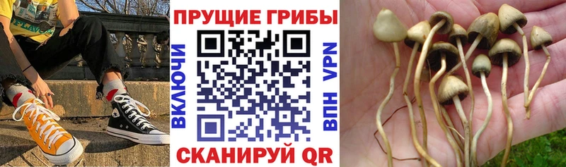 Псилоцибиновые грибы GOLDEN TEACHER Печора